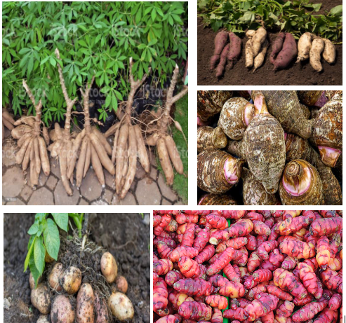AGRRT302: Roots and Tubers Cropping