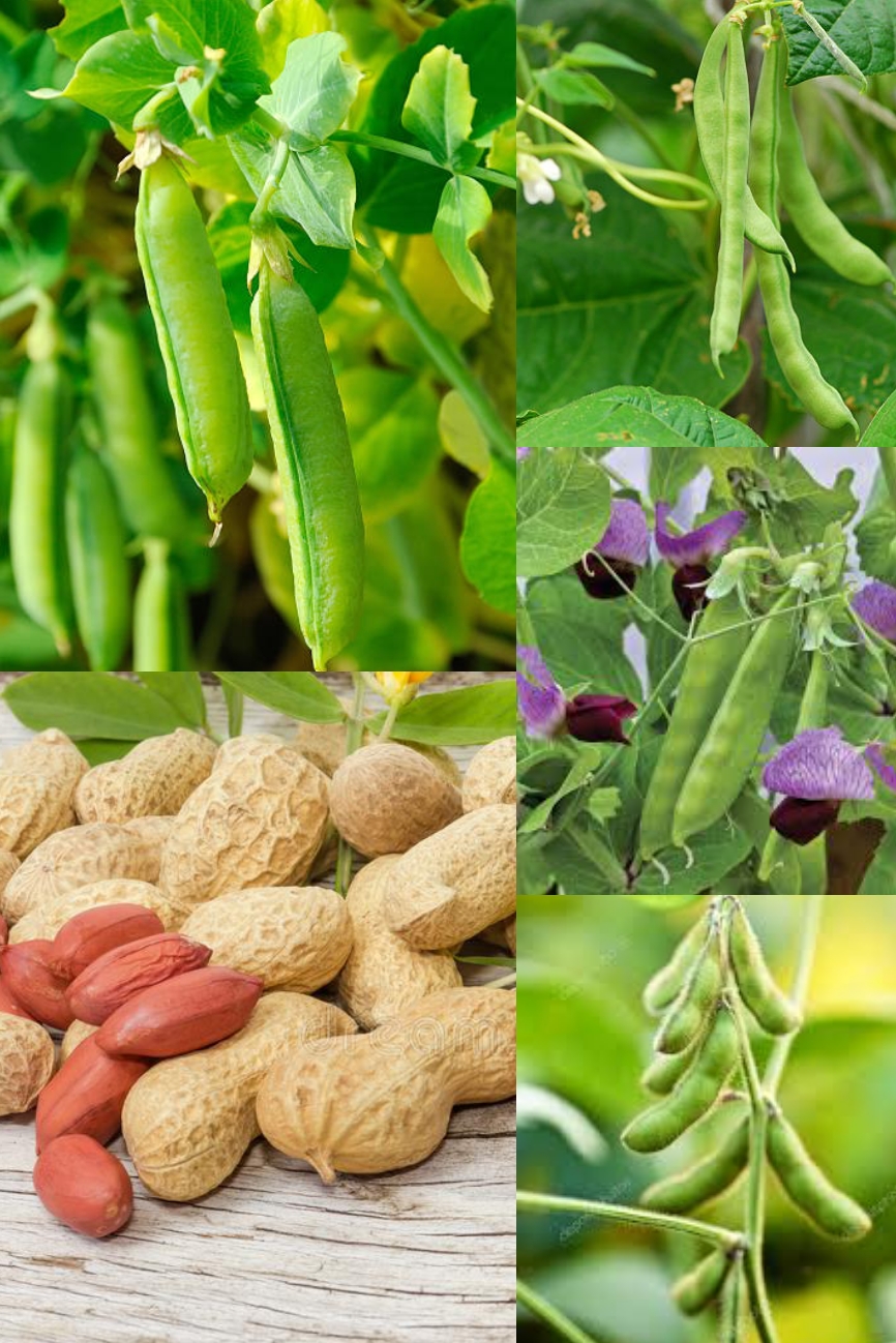 AGRLG302: Legumes Growing