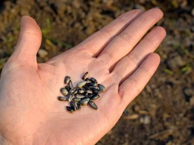 FORSC301: Seed Collection