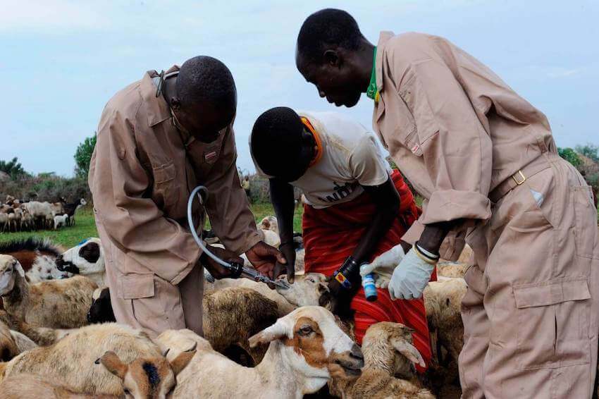 2 workers administrating drugs to a sheep