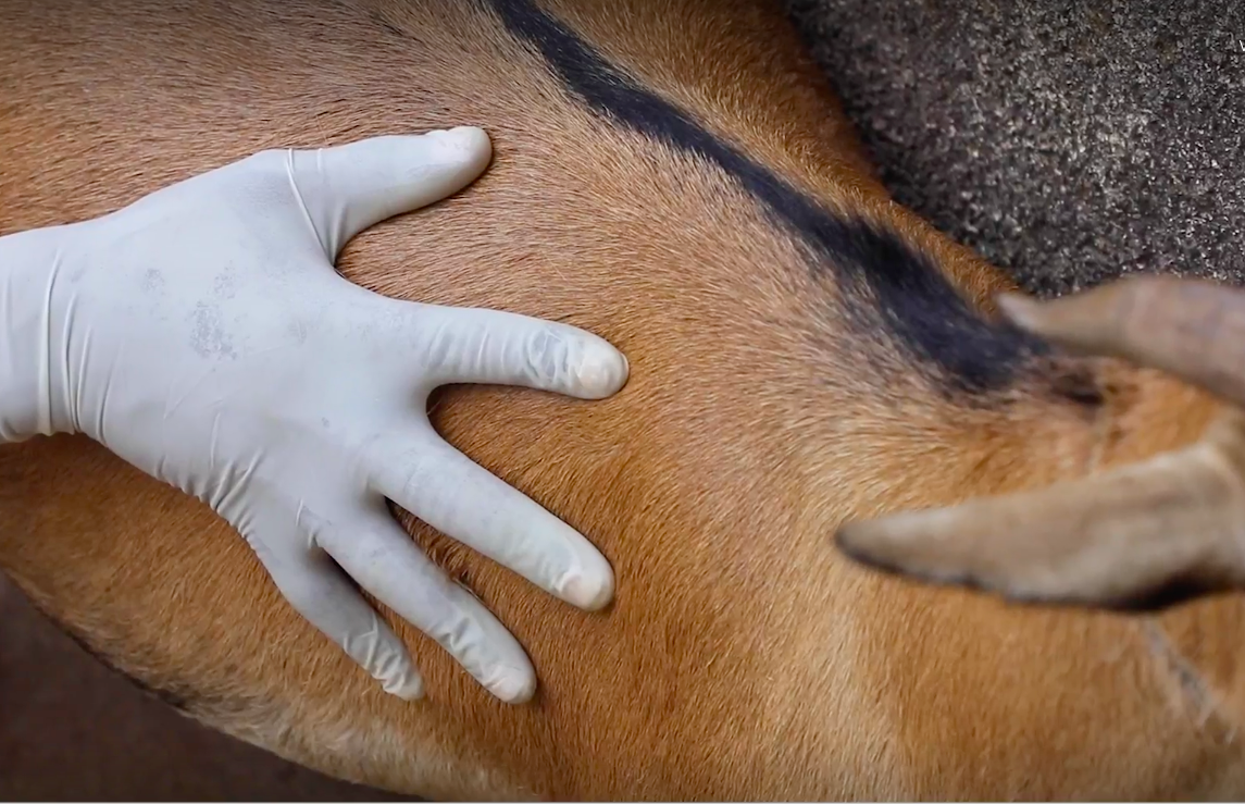 Animal Health E-Lesson: Perform Systemic Examination