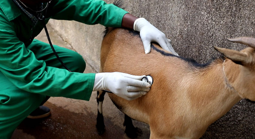 Performing a systemic examination of a goat.