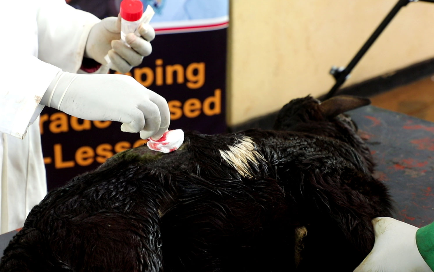 Animal Health E-lesson: Wound Dressing