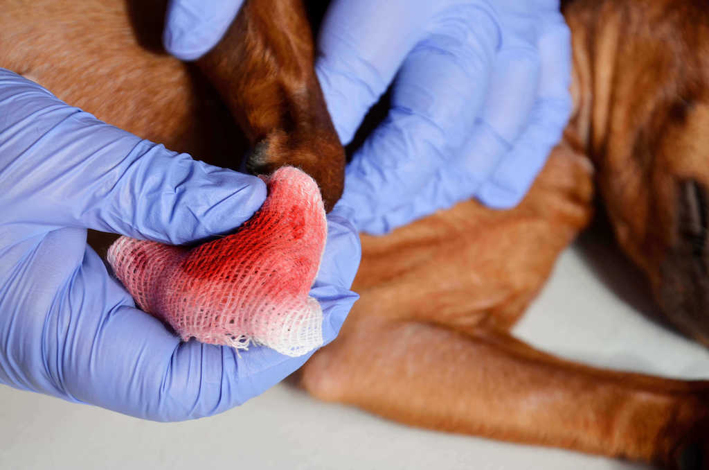 wound dressing