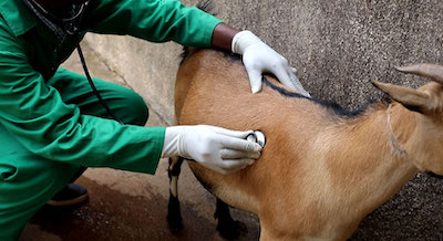 Animal Health E-lesson: Use of Diagnostic Materials, Instruments and Equipment