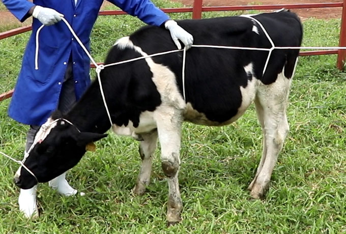 Image of Veterinary technician restraining cattle 