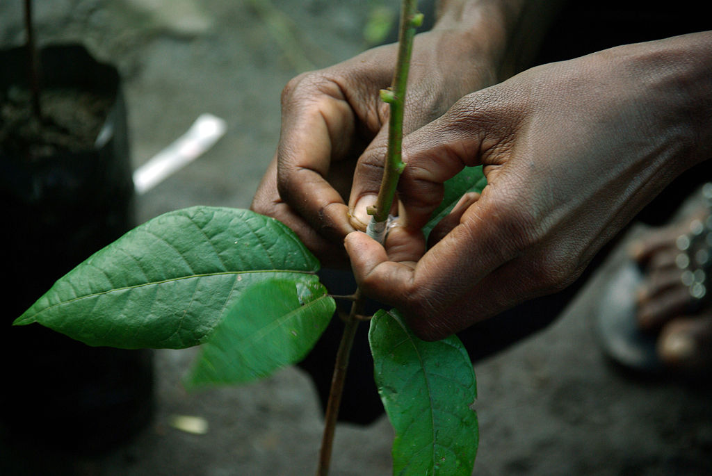 Plant grafting