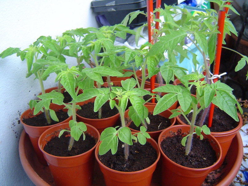 Small tomato plants