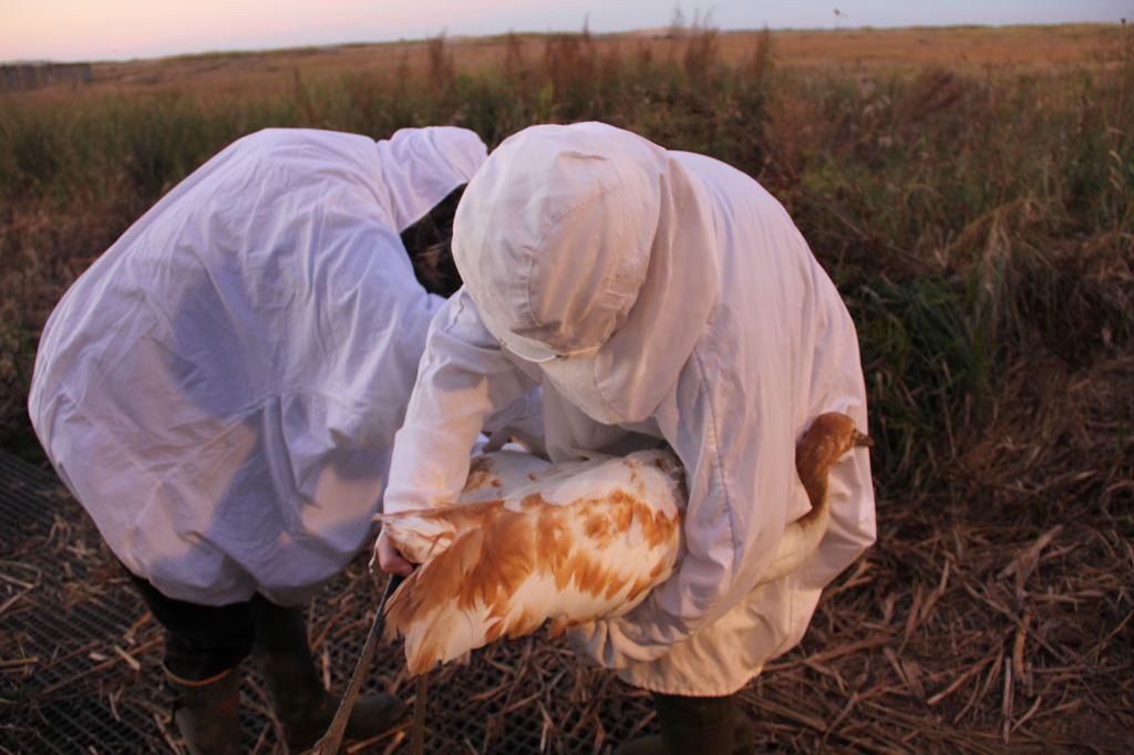 Veterinary technicians in the field taking care of a bird