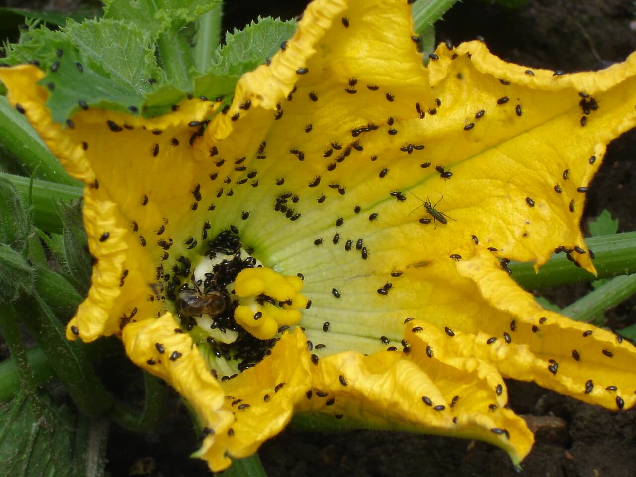 Close-up of a flower with lots pf bugs inside