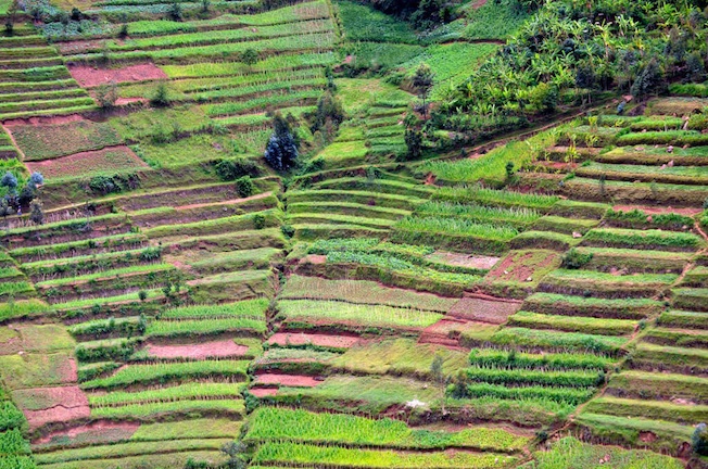 Bench terraces