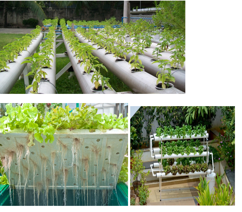 Hydroponic SYSTEM  IKUNDABAYO (PROTOGENE)