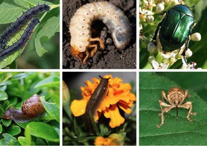 FIELD PLANT PESTS AND DISEASES IDENTIFICATION( XAVIER)