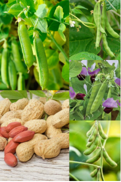 Legumes growing (BUCYANA Fidele, EAV KIVUMU TSS)
