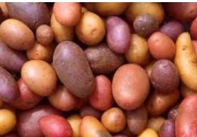 ROOTS AND TUBERS GROWING-Francoise