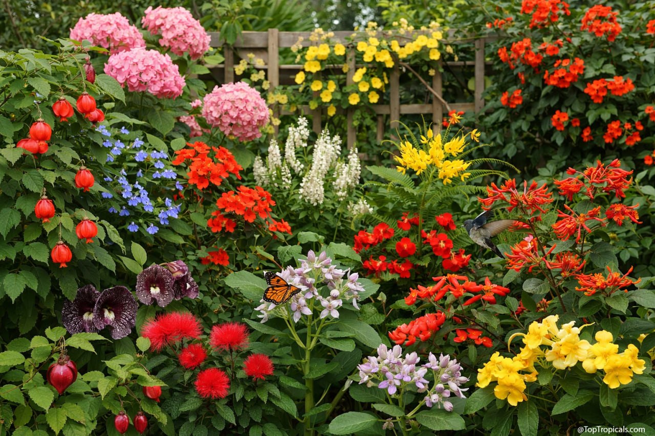 AGROP 501: ORNAMENTAL PLANTS GROWING ( URAYENEZA Christine)