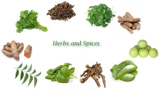 HERBS,SPICES AND AROMATIC PLANT GROWING/ EUGENIE