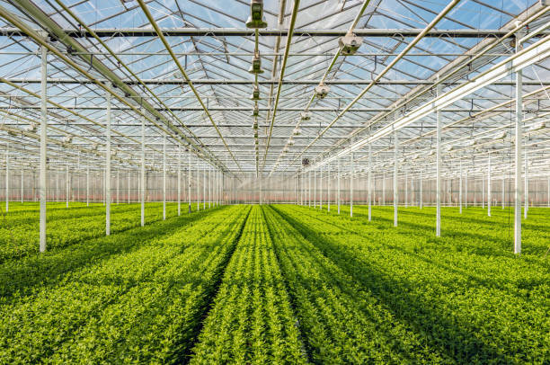 GREENHOUSE OPERATIONS- MUKAHABANABAKIZE Rachel