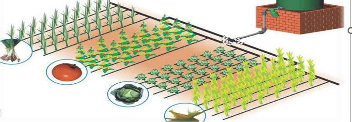 Establish Micro irrigation system ( TOBE DELETED)