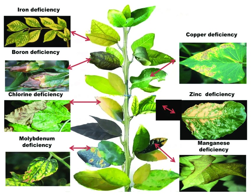 Pests and diseases management