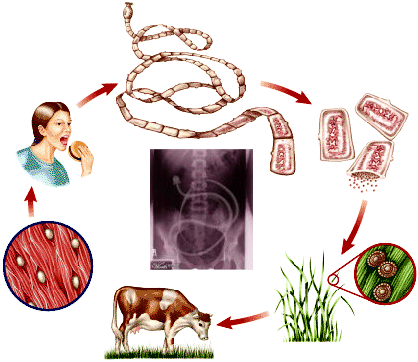PARASITIC DISEASES copy 1