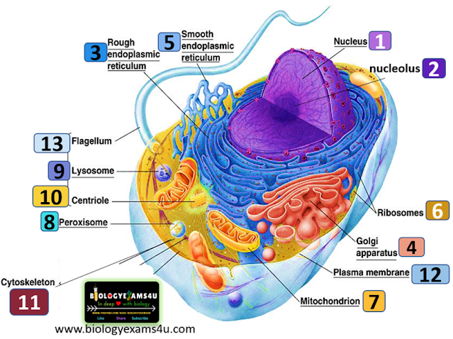 Animal Physiology 2027