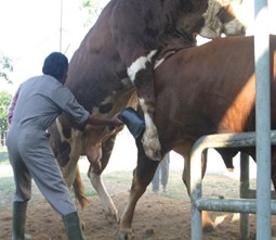 Insemination Artificielle 2027