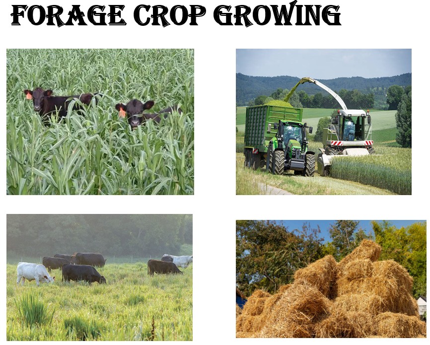 FORAGE CROP GROWING