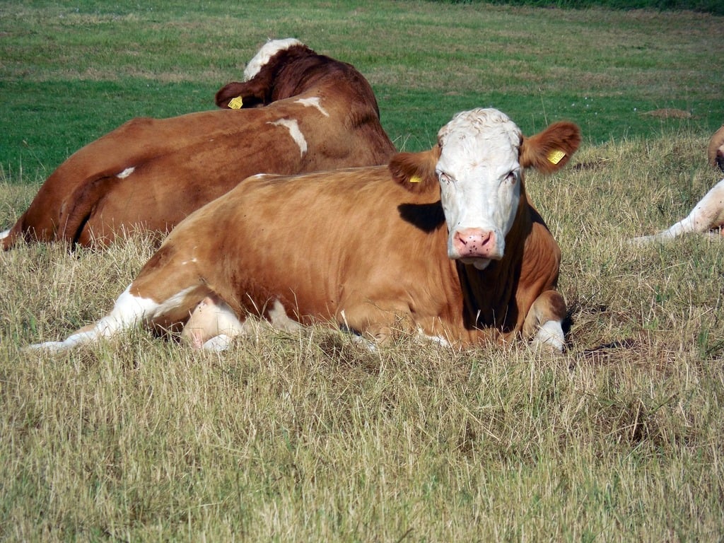 RUMINANTS FARMING OPERATIONS copy 1