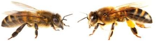 Beekeeping operations copy 1