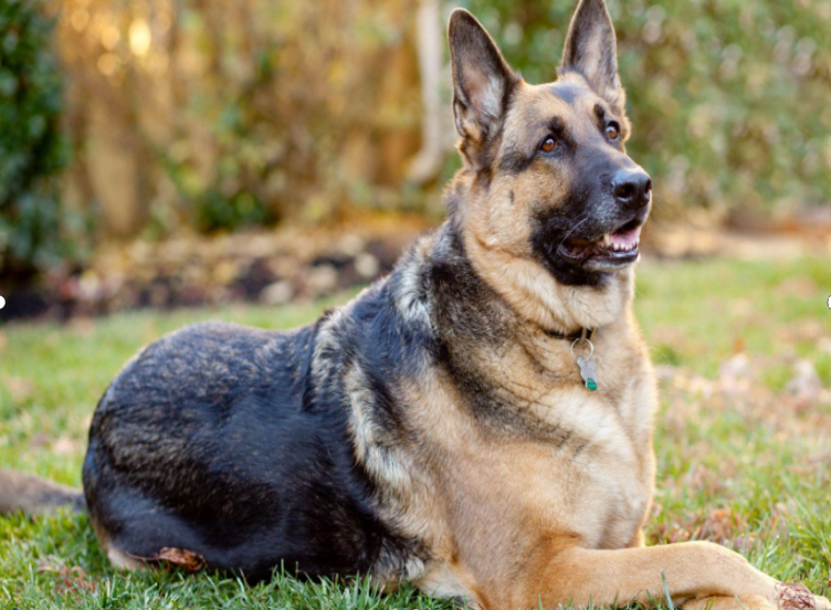 Companion Animals Management copy 1