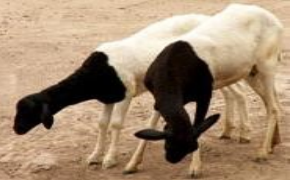 Ruminant Farming Operations