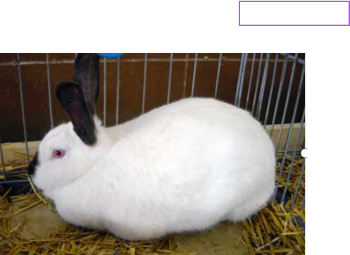 RABBIT FARMING OPERATIONS copy 1