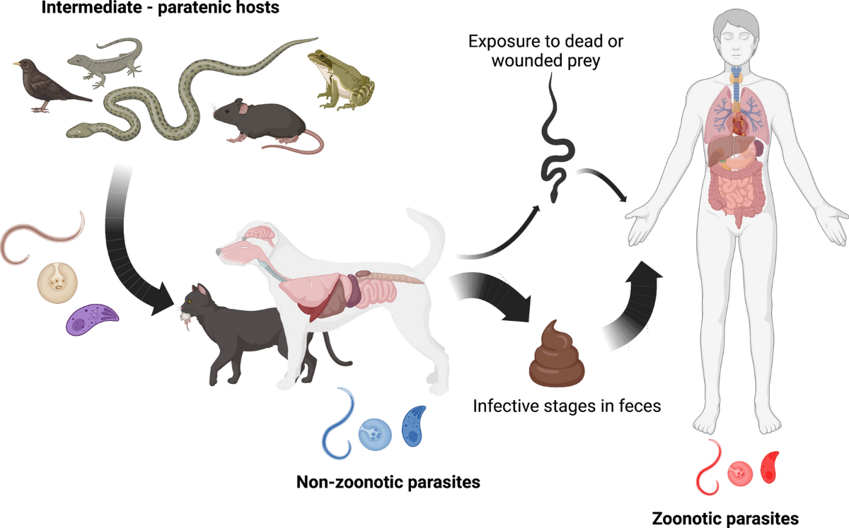 PARASITIC DISEASE 